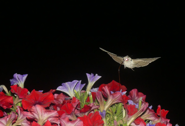 Moro-sphinx (Macroglossum stellatarum) butinant la nuit © Philippe Giraud-Sauveur